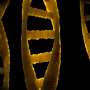 Q&A: Why do telomeres shorten when a cell divides, and how does it affect human aging?