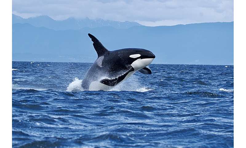 Q&A: Why so many whales are in Vancouver waters—and how to (legally) spot them