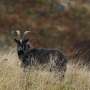 Rare wild goats in Northumberland prove to be a genetically distinct breed