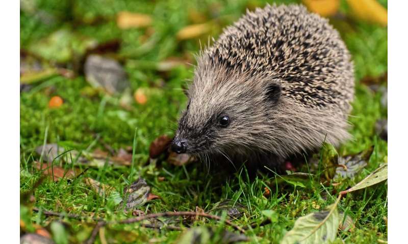 Researchers find microplastics in hedgehogs—then trace them back to pet food