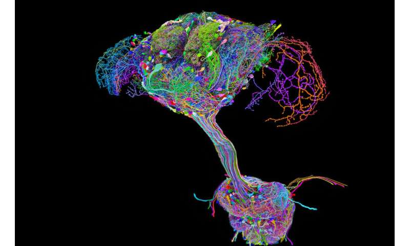 Researchers publish first complete connectome of fruit fly brain and 'spinal cord'