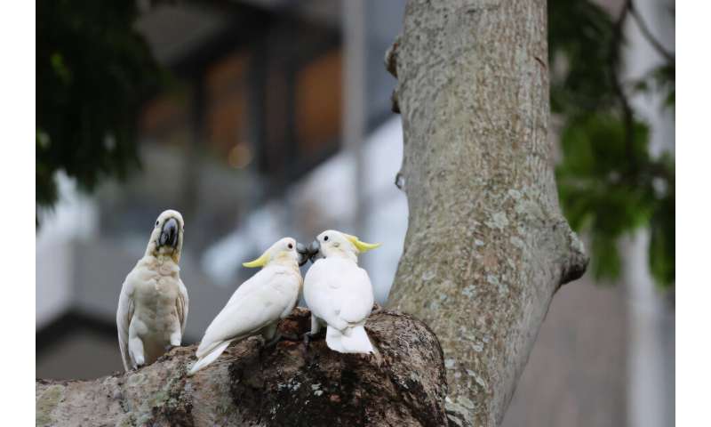 Researchers reveal Hong Kong as a 'biodiversity ark' for yellow-crested cockatoos and expand nesting support