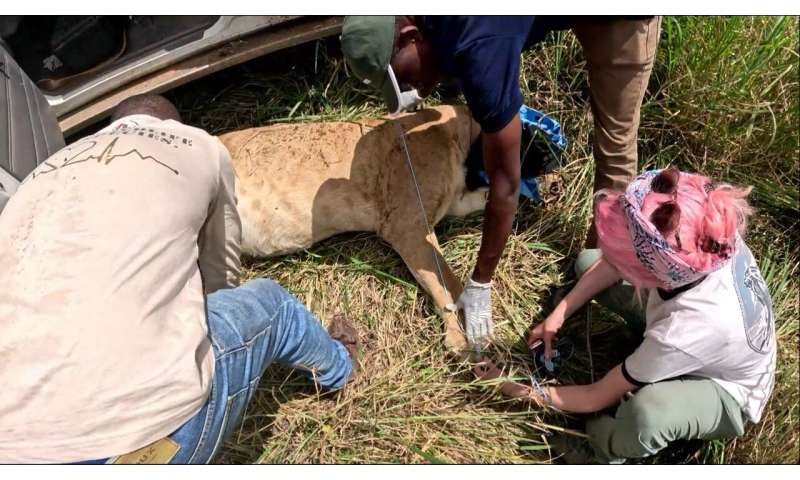 Researchers test a smart lion collar in Tanzania