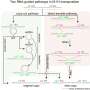 RNA-guided transposon mechanics show use of figure-eight intermediate and direct-transfer route