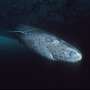 Saturday Citations: Greenland sharks; quantum weirdness; people are mostly pretty chill