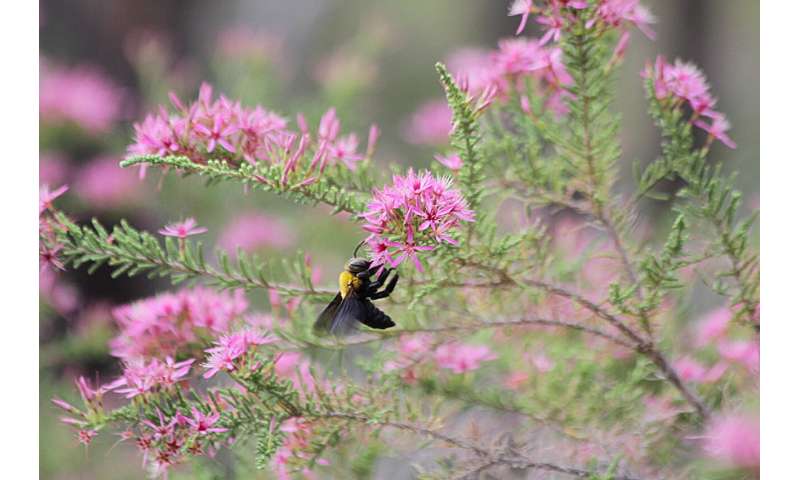Some bees cannot escape rising heat, and their tiny homes make crisis even harder
