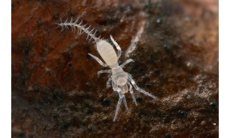 Student makes first recorded sighting of a microwhip scorpion in the Daintree Rainforest