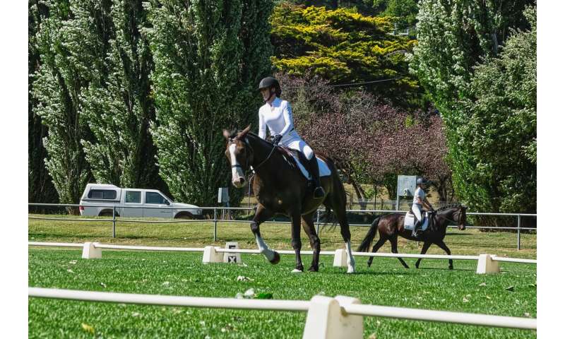 Study analyzes buyers' assumptions about carpal chips in Thoroughbred yearlings