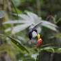 The best pollinators can drive evolutionary changes in flowers