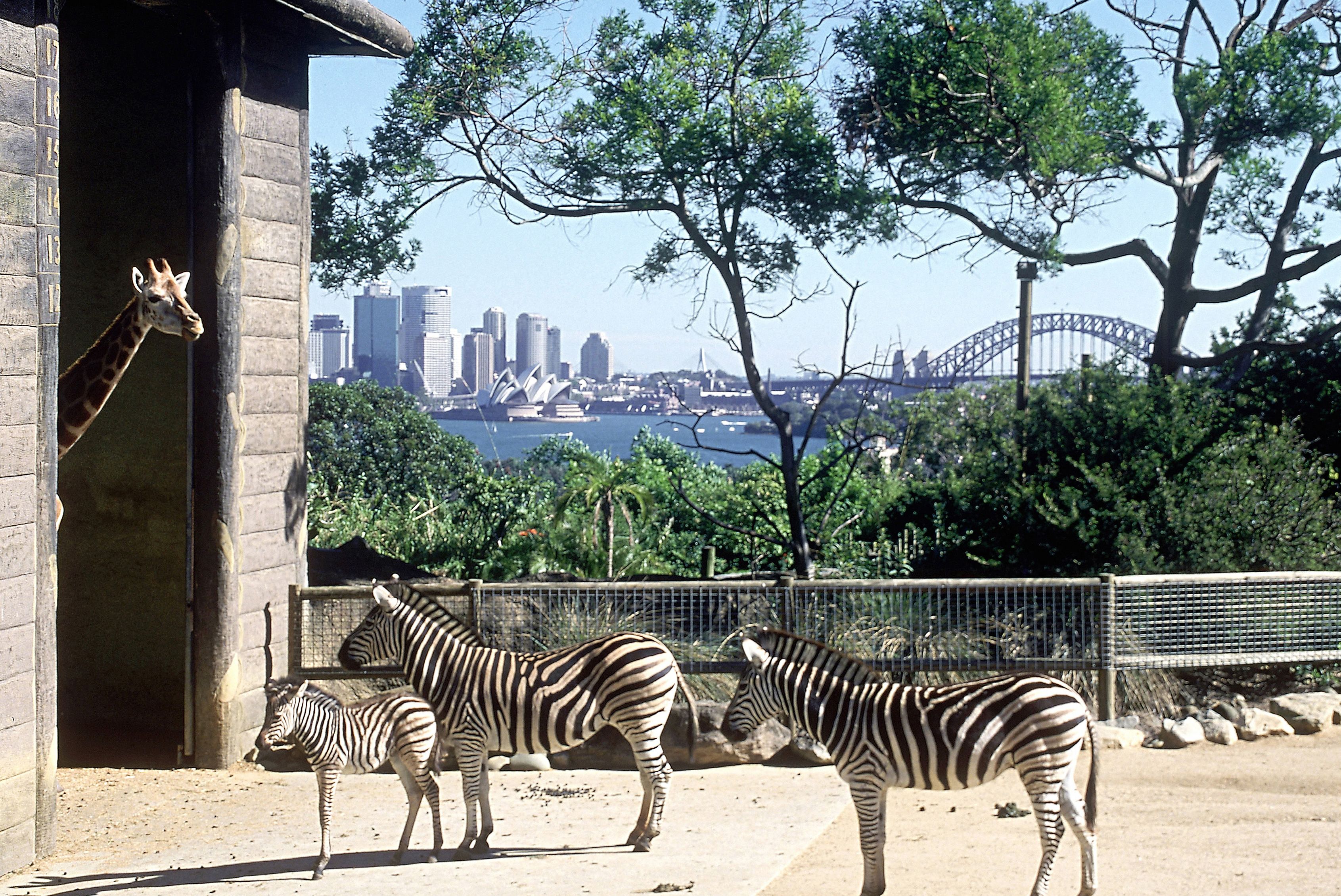 The Best Zoos in the World for Lions and Tigers and Bears, Oh My!