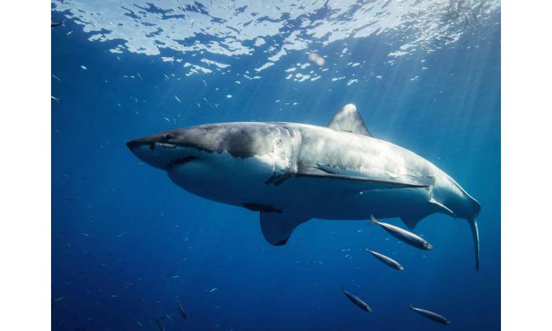 The Ghosts of the Mediterranean: What a rare great white shark sighting could reveal about a changing ocean
