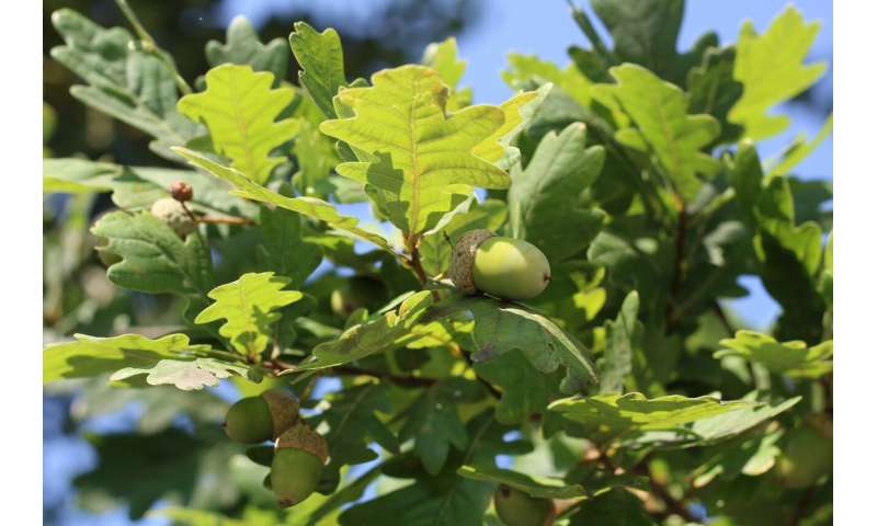 Trees may store less carbon than expected in the future