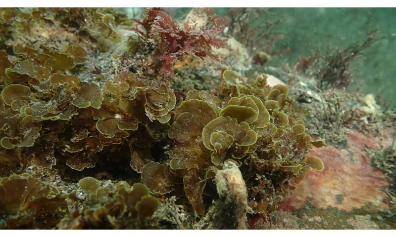Underwater expedition charts seaweed forests in the remote waters of southern Patagonia