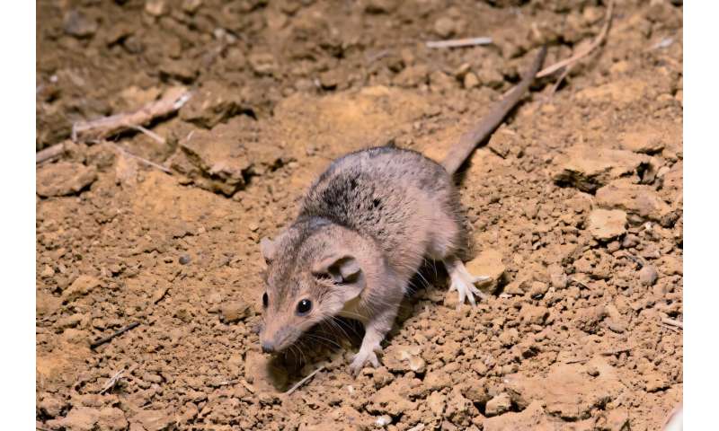 We checked 2,000 museum specimens and discovered a tiny new 'ferocious' Australian mammal