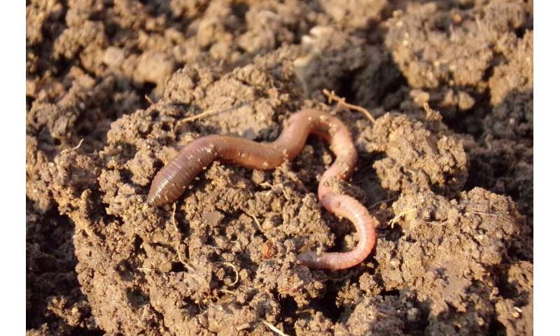What happens to microplastics when swallowed? In earthworms, they do not leave the digestive tract