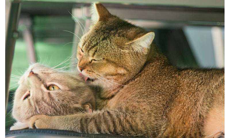 Why do cats groom each other? Research found that it is not always friendly