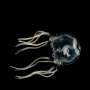 Why jellyfish can't rise to the surface