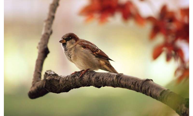 Younger adults overlook nearby biodiversity as species names fade from memory
