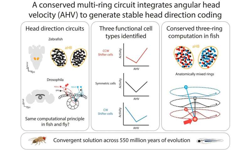 Zebrafish and fruit flies share the same internal compass mechanism in a case of convergent evolution